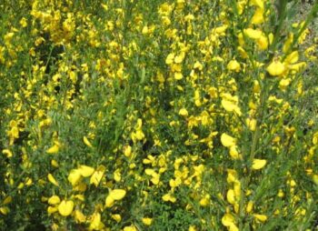 CYTISUS SCOPARIUS