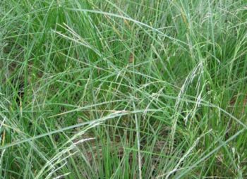 DESCHAMPSIA GOLDSCHLIER
