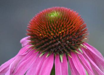 ECHINACEA PURPUREA