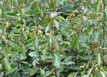 elaeagnus-ebbingei