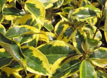elaeagnus-gilt-edge