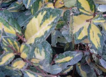 elaeagnus-pungens-maculata