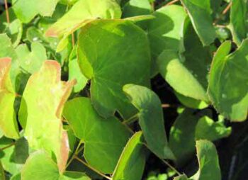 epimedium-sulphureum