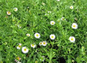 erigeron-kar-profusion