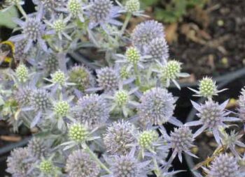 eryngium-blue-hobbit