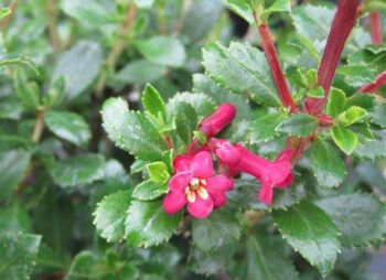escallonia-pride-of-donard