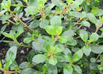 escallonia-red-dream