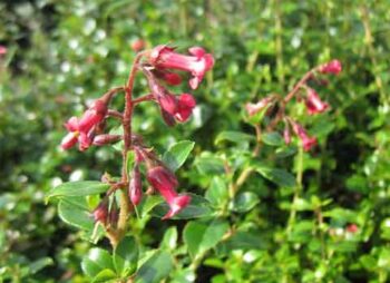 escallonia-red-hedger