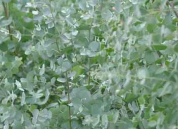eucalyptus-gunnii