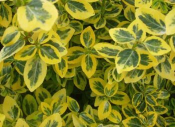 EUONYMUS EMERALD & GOLD