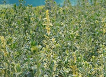 EUONYMUS JAP. BRAVO