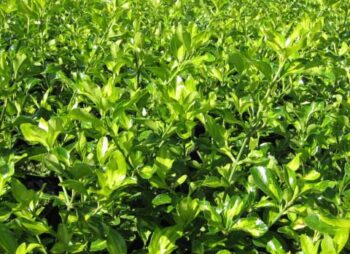EUONYMUS JAP. DUC D'ANJOU