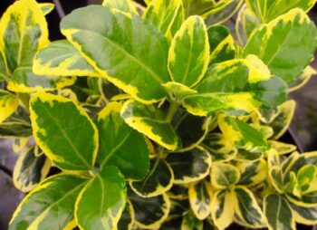 EUONYMUS JAP. MARIEKE