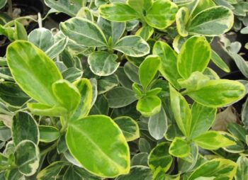 EUONYMUS JAP. PRESIDENT GAUTHIER