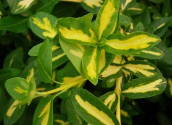 EUONYMUS SUNSPOT