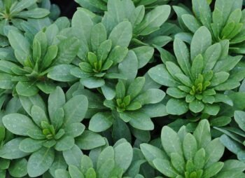 EUPHORBIA ROBBIAE