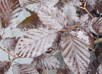 FAGUS SYLVATICA ATROPURPUREA