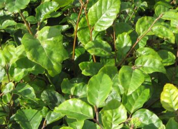 FAGUS SYLVATICA