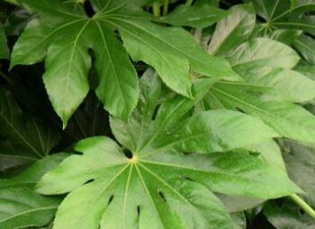 FATSIA JAPONICA