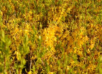 FORSYTHIA LYNWOOD