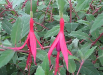 FUCHSIA DAVID
