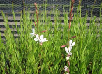 GAURA LIND. SUMMER BREEZE