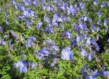 GERANIUM JOHNSONS BLUE