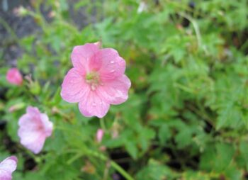 GERANIUM WARGRAVE PINK