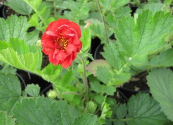 GEUM BLAZING SUNSET