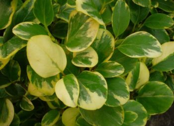 GRISELINA LITT. VARIEGATA