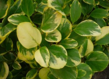 GRISELINIA LITT. VARIEGATA