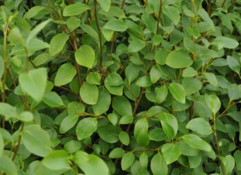 GRISELINIA LITTORALIS