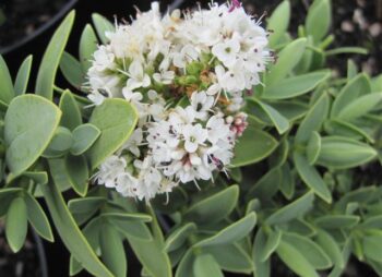 HEBE ALBICANS