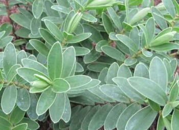 HEBE WIRI MIST