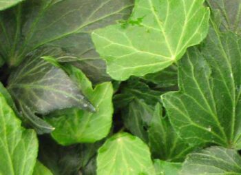HEDERA GREEN RIPPLE