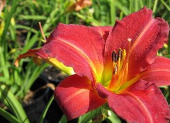 HEMEROCALLIS PARDON ME