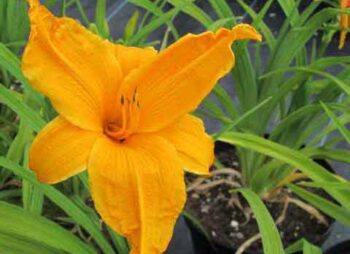 HEMEROCALLIS BURNING DAYLIGHT