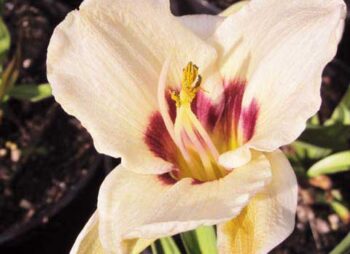 HEMEROCALLIS MOONLIGHT MASQUERADE