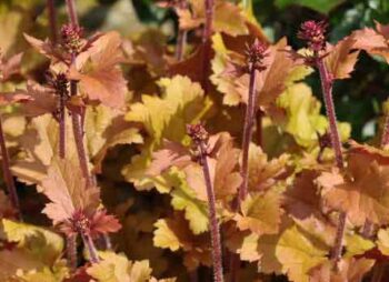 HEUCHERA MARMALADE