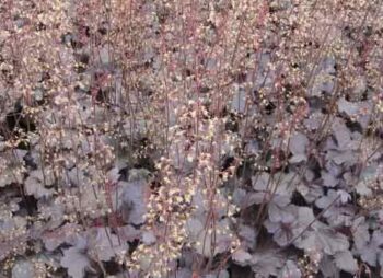 HEUCHERA OBSIDIAN