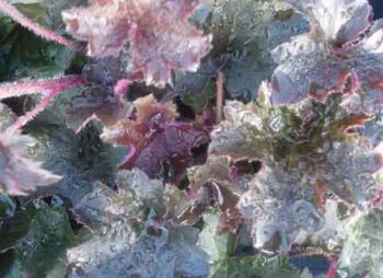 HEUCHERA PALACE PURPLE