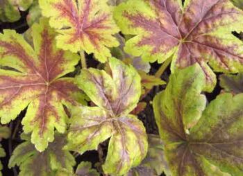 HEUCHERELLA GOLD ZEBRA