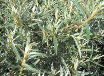HIPPOPHAE RHAMNOIDES
