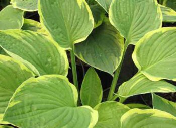 HOSTA FORT. AUREOMARGINATA