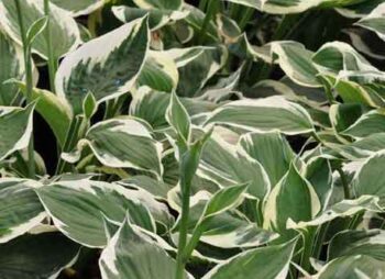 HOSTA PATRIOT
