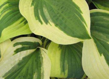 HOSTA WIDE BRIM