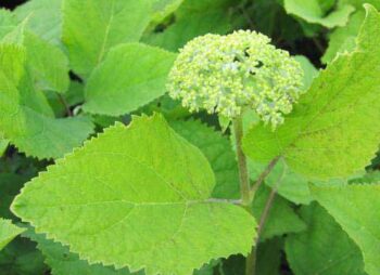 HYDRANGEA ANNABELLE