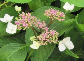 HYDRANGEA MAC. VEITCHII