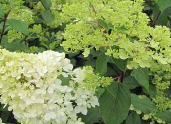 HYDRANGEA VANILLA FRAISE