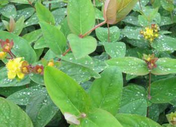 HYPERICUM ANDROSAEMUM